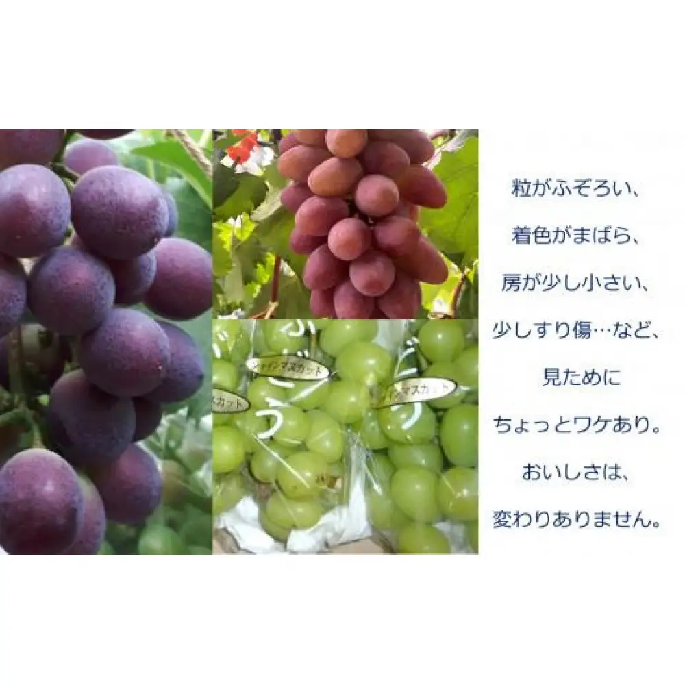 ＜2026年 先行受付 8月中旬発送＞【貝塚市産】訳あり・ご家庭用ぶどう約1.5kg