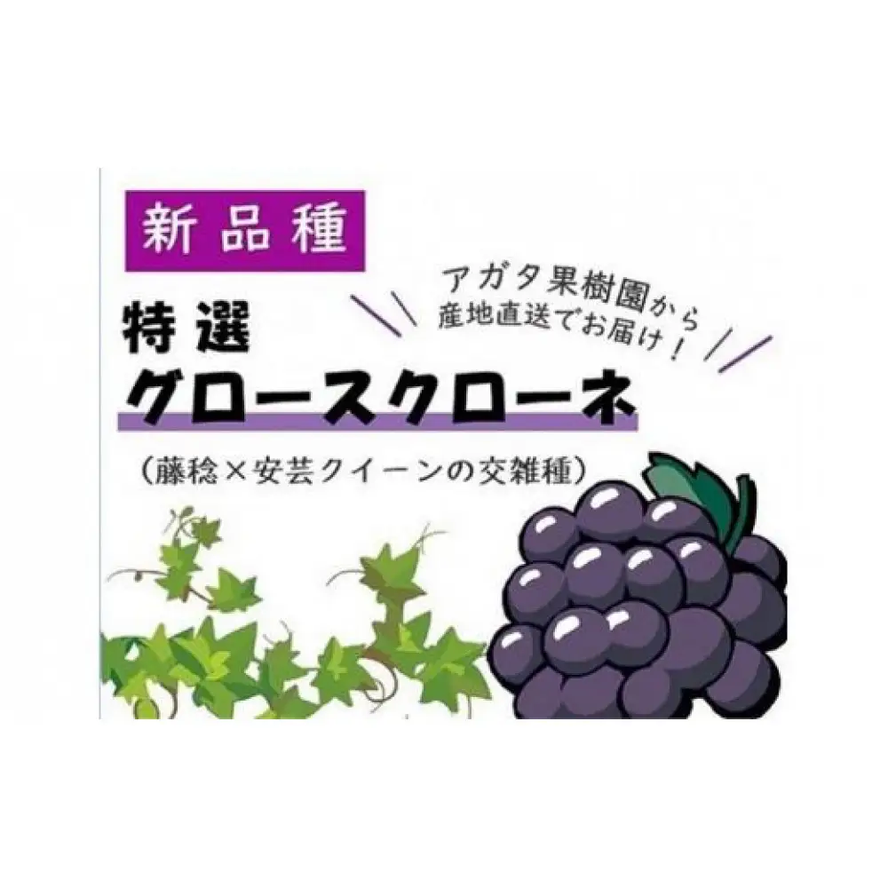＜2026年先行受付8月中旬発送＞【貝塚市産】特選グロースクローネ750g以上