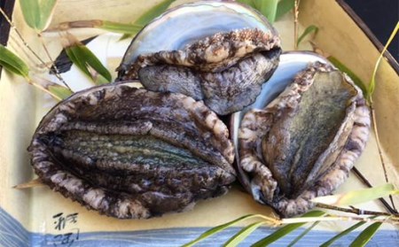 老舗料理屋がお届けする【国産】鮑(あわび)の柔らか煮 3個入り / 鮑(あわびアワビ)の柔らか煮 国産鮑(あわびアワビ)の柔らか煮 貝塚産鮑(あわびアワビ)の柔らか煮 老舗料理屋の鮑(あわびアワビ)の柔らか煮