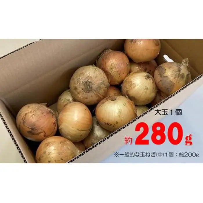 肉厚！大阪泉州新玉ねぎ10kg