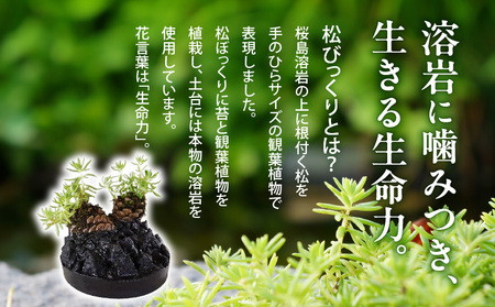火山の贈り物 ミニ観葉植物『松びっくり』 溶岩土台松ぼっくり苔植物 K089-001