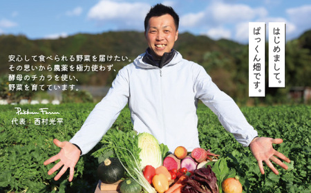 【 早期受付 】 とれたて 新鮮 ！ぱっくん畑のおくりもの 農家直送 秋・冬 野菜セット 約5種類 国産 野菜 やさい 先行 予約 高知県 高知 しまんと 四万十市 野菜便 限定 お取り寄せ 【2026年11月～2027年2月の間に1回配送】26-054