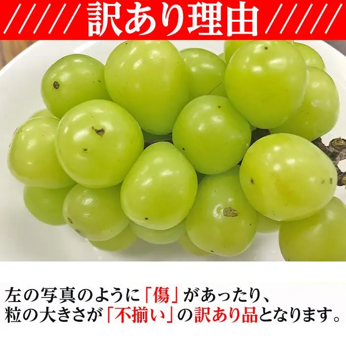 【訳あり】シャインマスカット晴王2房【2026年9月中旬～10月下旬発送予定】（いばら愛菜館）