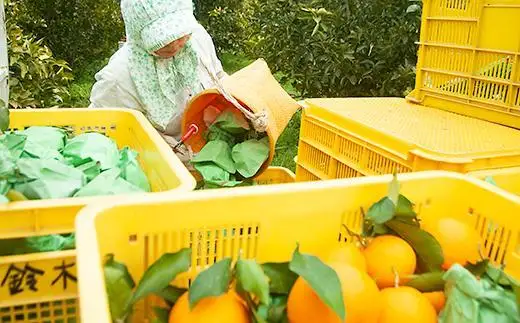 【令和9年 先行予約】清見オレンジ 3kg 混合サイズ 和歌山県 海南市 鈴木農園から直送 清見オレンジ 贈答 プチギフト
