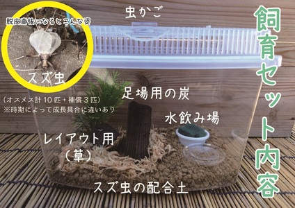 【自由研究に！！】秋の風物詩☆スズムシ飼育セット【2026年6月下旬～ 2026年7月下旬】【A217-frks113】