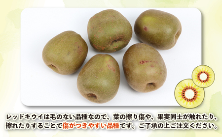 レッドキウイ フルーツ 紅妃 2kg Shirai.agrifarm フルーツ F012-115001