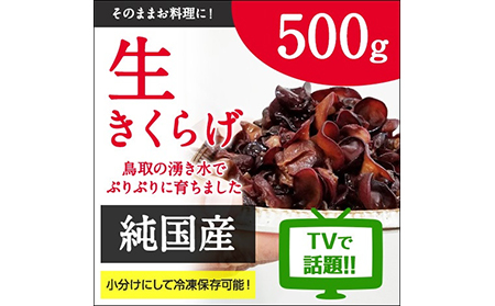 純国産生きくらげ500g|栄養たっぷりプリプリ食感_T2600240