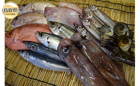 鳥取からのお届け物「旬」のお魚詰合せ【数量限定】_T2600139