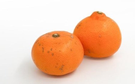 訳あり 愛果28号 (紅まどんな と同品種) 約3kg 【2026年11月中旬頃から順次発送】 | みかん 蜜柑 紅まどんな と同品種 高級 愛媛 松山 【KK0612】