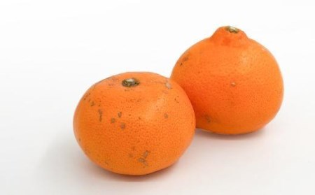 【2026年11月中旬頃から発送予定】 訳あり 愛果28号 (紅まどんな と同品種) 約9kg（ 愛媛産 愛媛県産 国産 愛媛みかん 愛媛蜜柑 愛媛ミカン みかん ミカン mikan 蜜柑 柑橘 フルーツ 果物 くだもの お取り寄せ 産地直送 数量限定 人気 おすすめ 愛媛県 松山市 送料無料 ）【KK0732】