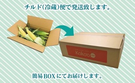 【2026年6月下旬頃から順次発送予定】とうもろこし　＜２Lサイズ：８本入り＞ 【トウモロコシ】【KK0892】