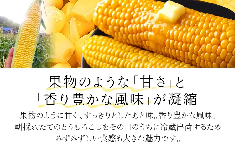 とうもろこし  朝採りスイートコーン（20本） 【6月中下旬～7月上中旬に順次出荷予定】 とうもろこし 