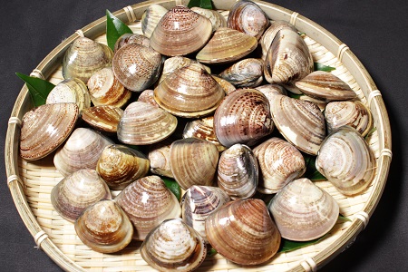 桑名はまぐり屋　蓄養はまぐり　3年?6年もの　2kg_蛤　ハマグリ　魚介　貝　魚貝　活はまぐり　焼きはま　海鮮　網焼き　酒蒸し　お吸い物　パエリア　パスタ　md01