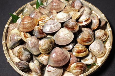 桑名はまぐり屋　蓄養はまぐり　3年?6年もの　3kg_蛤　ハマグリ　魚介　貝　魚貝　活はまぐり　焼きはま　海鮮　網焼き　酒蒸し　お吸い物　パエリア　パスタ　bb02