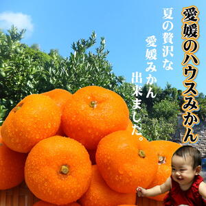 【2026年7月中旬頃から順次発送】ハウスみかん 愛媛 秀品 おすすめ 人気 ギフト みかん JA 愛媛県 松山市 柑橘 くだもの ハウスみかん ミカン果汁 デザート 愛媛みかん 柑橘類 カンキツ かんきつ 蜜柑 蜜橘 樒柑 松山のハウスみかん 愛媛のみかん 甘いハウスみかん フルーツ 果物 温州みかん 極早生種 早生種 温州ミカン 果肉 果汁 ハウスみかん果汁 【SSK0051】