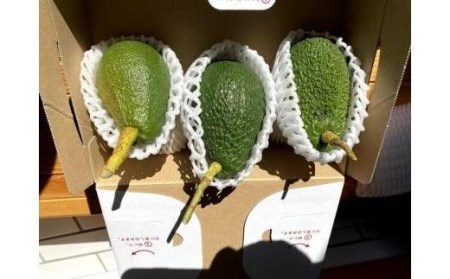 【2026年11月中旬頃から順次発送】アボカド 国産 1kg サイズ混合 国産 ベーコン フェルテ ピンカートン 愛媛県 松山市【TF001_x】