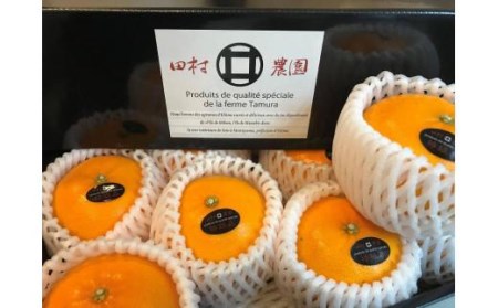 【2026年12月上旬から発送】特級品 愛果28号 (紅まどんな と同品種) 4.5kg  | 紅まどんな と同様 みかん 愛媛県 松山市【TMN0101】