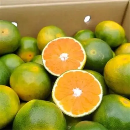 【先行受付】福岡オリジナルブランド　蜜柑 早味かん約4kg(大牟田市)_果物・フルーツ みかん  ミカン 蜜柑_【配送不可地域：離島】【1217262】