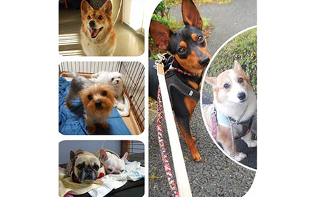 「愛犬の宿」ペットホテル宿泊利用券 - チケット ペットホテル 宿泊券 割引券 預かりサービス 愛犬 犬 Dog Runs Well ドッグランズウェル 埼玉県 幸手市