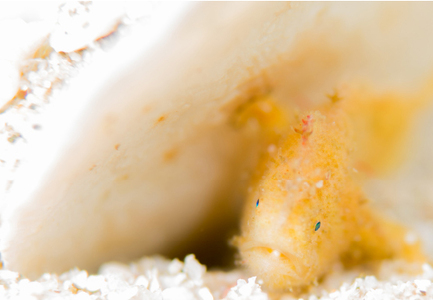 大月町共通ダイビングチケットA