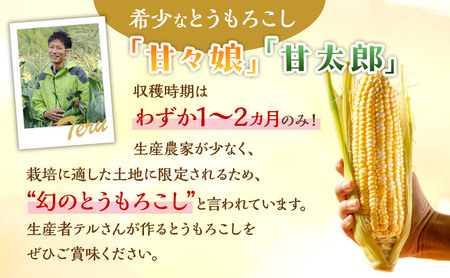 とうもろこし 先行予約 甘々娘 または 甘太郎 約4～6本 春のテルもろこし 個包装 レンジ調理 レンチン 野菜 夏 旬 冷蔵 冷蔵配送 静岡 静岡県 浜松市 6月下旬頃より順次発送 配送不可：離島