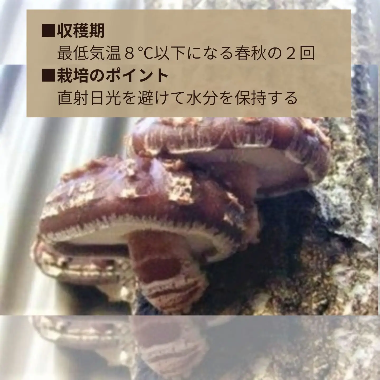 我が家で栽培してみよう　ジャンボ椎茸の原木 [111]