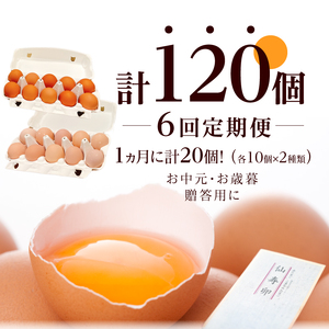 【6ヶ月定期便】名古屋コーチン卵・仙寿卵お試しセット（各10個入り）×6回（計各60個）日本三大地鶏　小牧市発祥 [006K04-T]コーチン卵 仙寿卵 高品質卵 濃厚卵