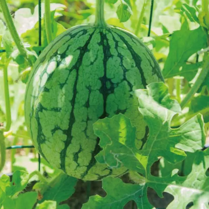 種まで食べられるスイカ！印南町産 ピノガール【2玉セット】2026年5月下旬より順次お届け　スイカ 西瓜 ピノガール