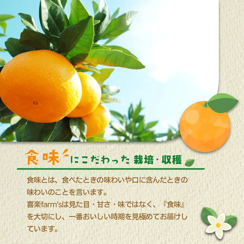 有田みかん サイズ不揃い 10kg みかん 温州 柑橘 和歌山 産地直送 喜楽farms