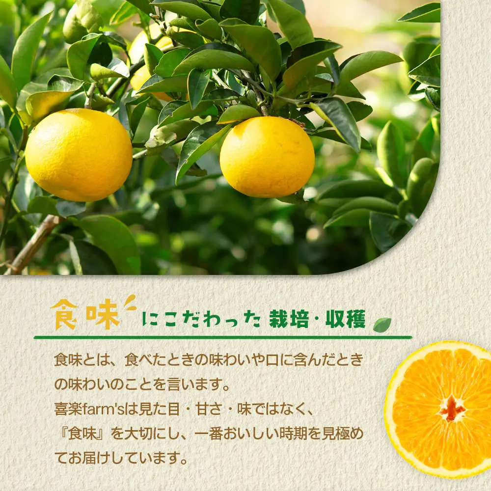 【産地直送】☆八朔☆サイズ混載（M～2L）☆9kg