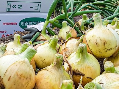 【大玉10㎏】兵庫県認証★特別栽培★淡路島新たまねぎ