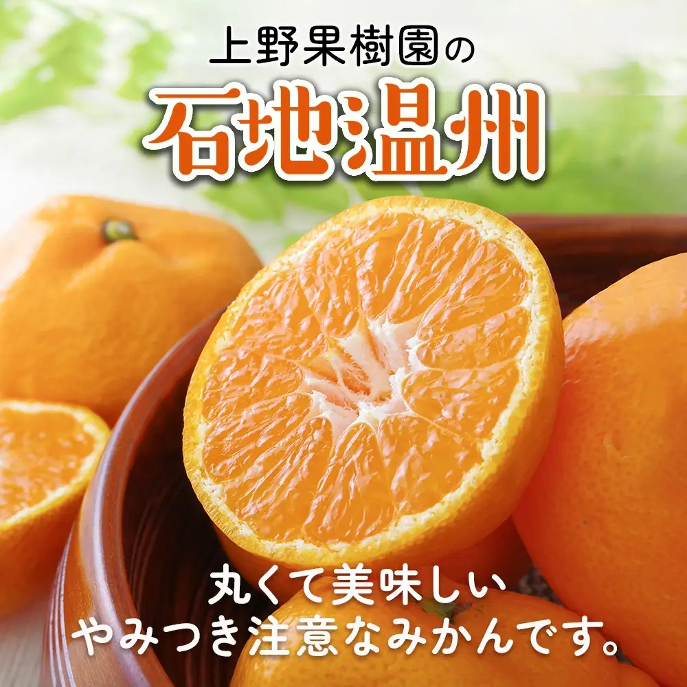 上野果樹園の石地温州 温州みかん 5kg | 津久見市