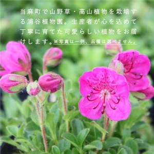 山野草5品種セット【AL-001】