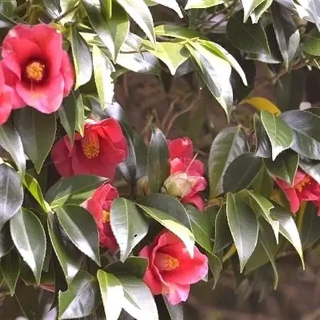 南九州市産椿油820g【1185858】