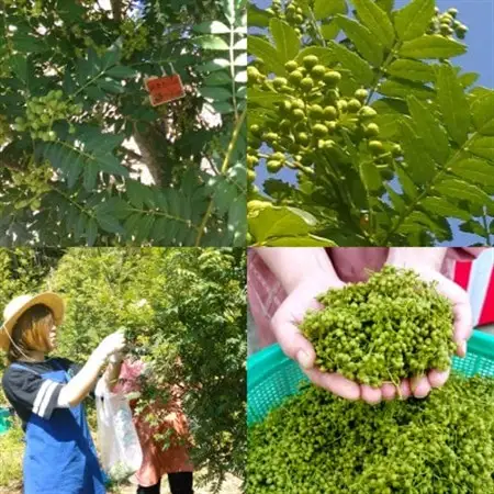兵庫県養父市産 冷凍朝倉山椒 500g(6月下旬以降発送予定)【配送不可地域：離島】【1399259】
