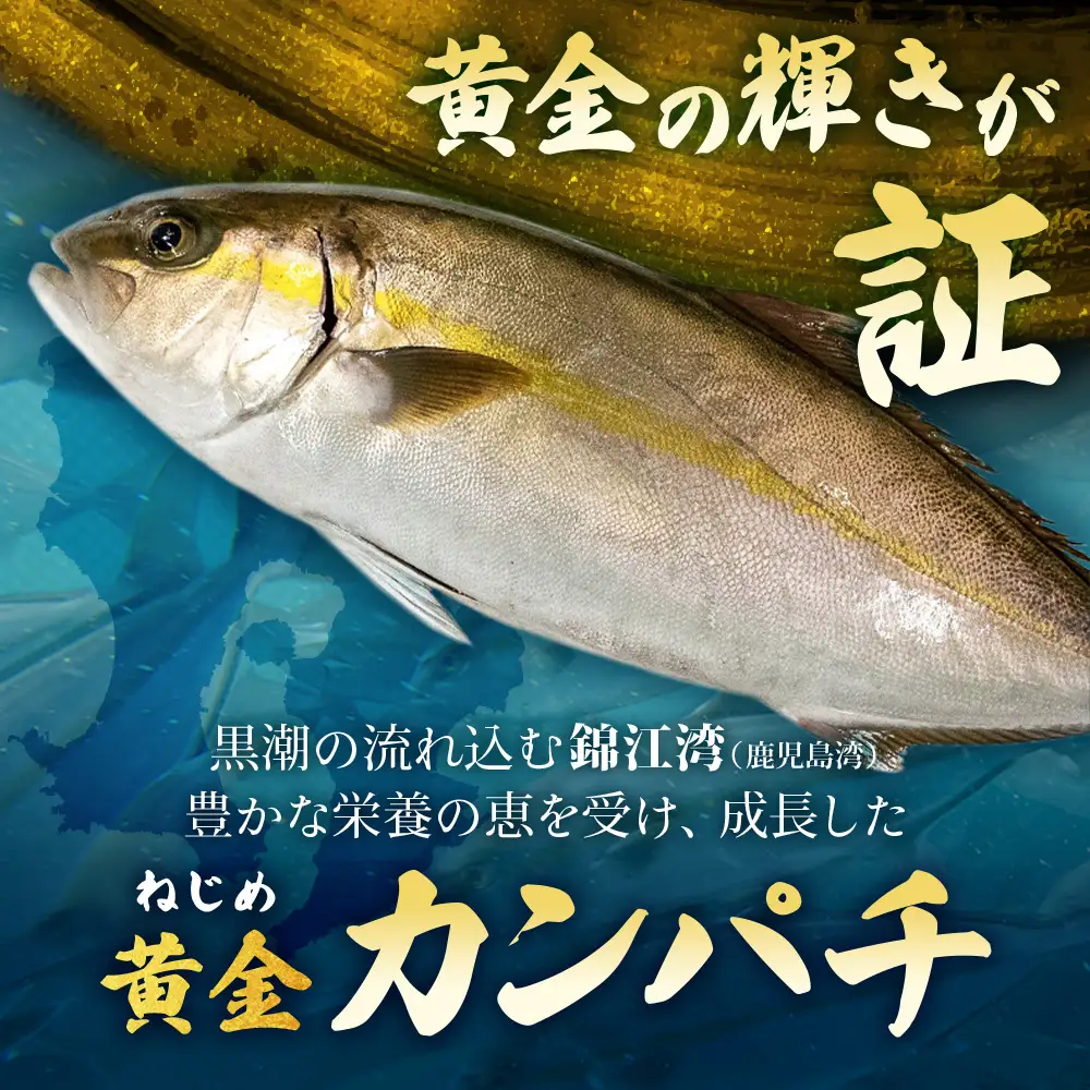 【着日指定可】2026年7月～9月配送不可 鹿児島県 ねじめ黄金カンパチ 1尾 約3.0kg台 (3.0～3.9kg) JF-501 | 魚 直送 養殖 根占 さかな かんぱち 漁師 刺身 寿司 鹿児島県 南大隅町 漁業協同組合ねじめ支所