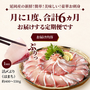 【お楽しみ定期便】延岡産活〆鮮魚の豪華 お刺身 6ヶ月定期便 鮮魚 延岡産 刺身 ヒラメ 真鯛 カンパチ 季節 魚 ブリ ハマチ 国産 昆布〆 おつまみ カルパッチョ 鮮魚 魚介類 食品 冷蔵 請関水産 グルメ お取り寄せ 宮崎県 延岡市 送料無料 N019-YF073