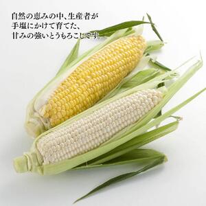【先行予約】旭川近郊産 白と黄色のとうもろこしセット　各5本（計3.5kg）2026年8月上旬から発送開始 | とうもろこし コーン スイートコーン 北海道 限定_00094