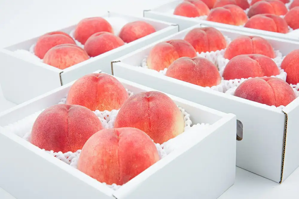 【2026年発送★先行予約】やまなし旬の果実 笛吹の朝採り桃1.5kg 065-017｜もも 桃 発送 山梨 笛吹市 一宮町 山梨県 ピーチ 果物 フルーツ 人気 新鮮 旬 固い 国産 贈答 ギフト くだもの 山梨県笛吹市 化粧箱入り 化粧箱 モモ 先行 1.5kg 3代目 大玉