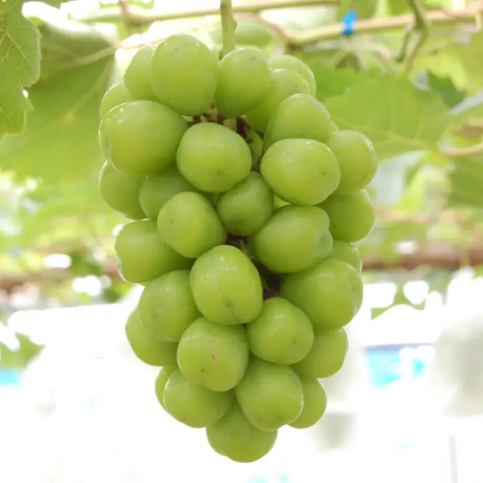 【2026年8･9月発送】大粒 ぶどう 種なし 雄宝 1房 (700g)  高級 ブドウ 葡萄 グレープ 数量限定 期間限定 先行予約 冷蔵 果物 くだもの フルーツ ギフト 贈答 甘い おすすめ 人気 新鮮 こだわり 松田ぶどう園 高知 大月町