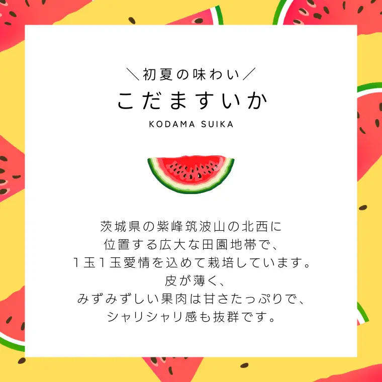 こだますいか 2玉 《2026年5月中旬から発送開始》 小玉すいか こだますいか 小玉 スイカ 西瓜 果物 フルーツ 茨城 農家直送 産地直送 [BQ016sa]