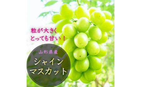 【2026年先行予約】山形県中山町産シャインマスカット 秀品 約1.2kg～約1.3kg(2房) 期間限定 数量限定 山形県産 フルーツ 高級 贅沢 ぶどう ブドウ 葡萄 F4A-0103