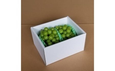 【2026年発送★先行予約】厳選高級シャインマスカット1kg以上（2房） 082-011-26y