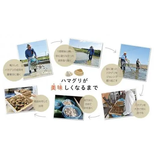 楠町名産　蓄養蛤大サイズ　たっぷり3kg　＜ハマグリ　お吸い物に、焼きはまぐりに！＞