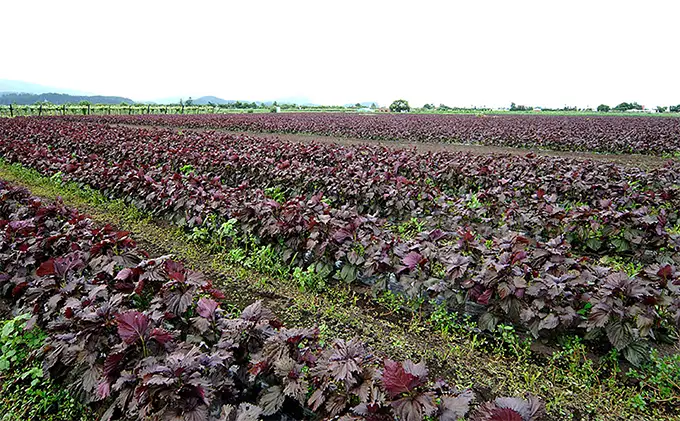 農薬不使用のシソ葉を使用した【 シソジュース 】1L×6本 セット 箱入り 飲料 野菜飲料 飲み物 水分補給 ポリフェノール 濃厚 飲みやすい 甘さ控えめ ストレートジュース [有限会社サンユー農産]