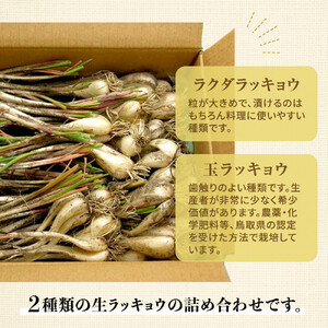 325.【特別栽培】生ラッキョウ　計4kg（ラクダラッキョウ×2kg　玉ラッキョウ×2kg）　※2026年5月下旬～7月上旬頃に順次発送予定