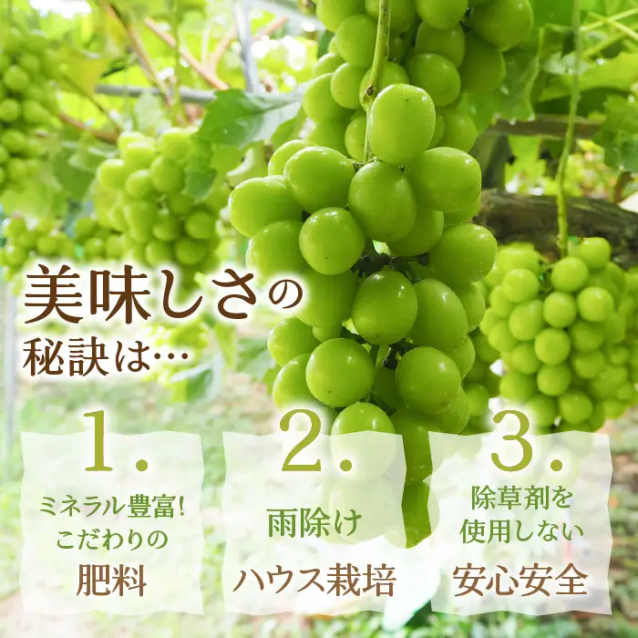 【2026年発送★先行予約】厳選！ 山梨県笛吹市産 シャインマスカット含む３色セット 約1.8kg 156-007-26y