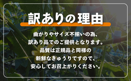 【先行予約】【訳あり】期間限定 太陽の光サンサンと浴びた「SunSun きゅうり」 2kg以上【2026年7月上旬以降順次発送】【胡瓜 野菜 漬物】 [e35-a056]
