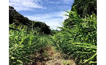 鰹乃國の生姜 ( 土佐一 ) 500g ( 自然栽培 農薬 化学肥料不使用 高知県 )