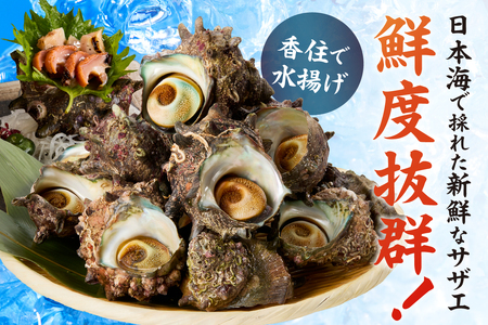 兵庫県香住産 天然 活 サザエ 1kg（7～10個） さざえ 33-19